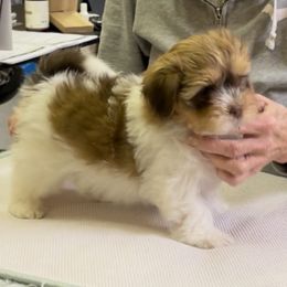 Havanese Puppies from Coraz’on Havanese
