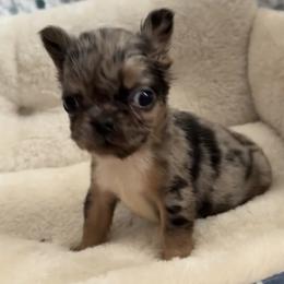 Robin - Black and tan female French Bulldog puppy in Warm Springs, Arkansas from Seven Hills Arkansas
