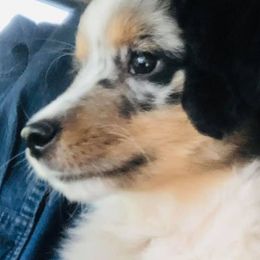 Miniature Australian Shepherds and Toy Australian Shepherds from Tiny Town Mini and Toy Aussies