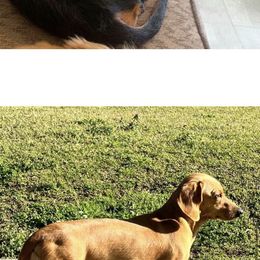 Aure - Dachshund
