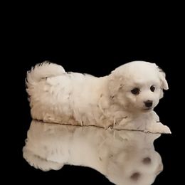 Nanuk - White male Havapoo puppy in North Carolina from Faithful Hearts Kennel