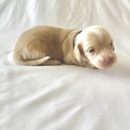 Black - Cream male Dachshund puppy in Silver Springs, Florida from DeMarsh's Dachshunds