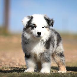 Jesse - Blue merle male Miniature American Shepherd puppy in Snyder, Texas from RLA Miniature American Shepherds