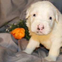 Old English Sheepdog, Sheepadoodle, and Shih Tzu Puppies from Animal Crackers