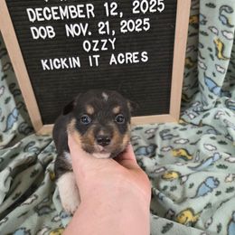 Kayce - Black and tan male Pembroke Welsh Corgi puppy in Chariton, Iowa from Kickin It Acres BCs