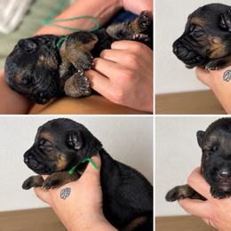 Quincy - Black and tan male German Shepherd puppy in Florida from Best Shepherds