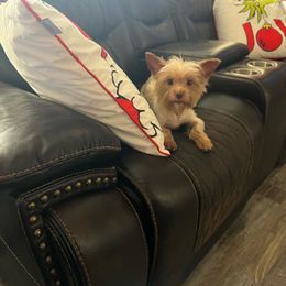 Sadie - Yorkshire Terrier