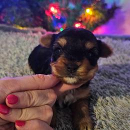 Pup 4 - Black and tan female Yorkshire Terrier puppy in Polk City, Florida from Yorkies by Casey