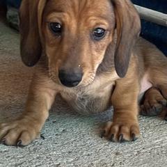 Dachshund Puppies from Eddy’s Mini Doxies