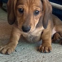 Dachshund Puppies from Eddy’s Mini Doxies