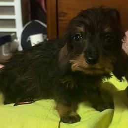 Ed - Wild boar female Dachshund puppy in Livingston, Kentucky from Illyria Dox & GSD