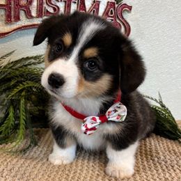 ENZO AKC - Black and tan male Pembroke Welsh Corgi puppy in Hinton, Oklahoma from Green Cloud Ranch