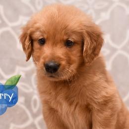 Blueberry - Dark golden male Golden Retriever puppy in Strawberry Plains, Tennessee from Origins Goldens