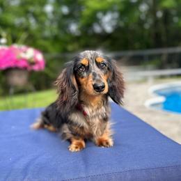 Sicily - Dachshund