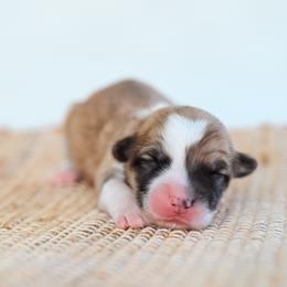 Yeti - Fawn female Pembroke Welsh Corgi puppy in Mona, Utah from Sorensen Corgis