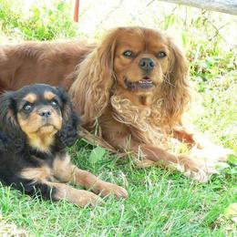 Cavalier King Charles Spaniel Puppies from 7 Bridges Cavaliers