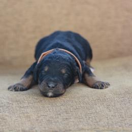 Brown - Phantom male Bernedoodle puppy in Scottsboro, Alabama from Dixie Land Doodles