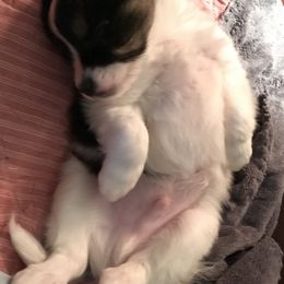 Papillon All Grown Up from Sandy's Pap's