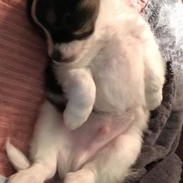Papillon All Grown Up from Sandy's Pap's