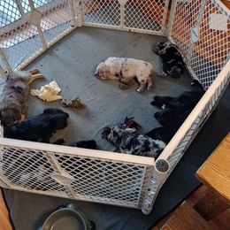 "A litter" Australian Shepherd Puppies from J&J Kennel