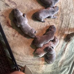 Boy 6 - Blue male Weimaraner puppy in Appling, Georgia from Georgia Line Weimaraners