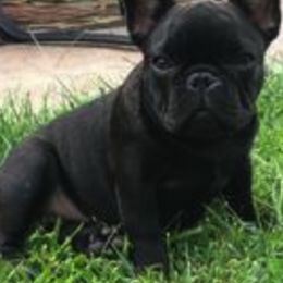 French Bulldog and Labrador Retriever Puppies from Horseman Hilltop Labradors and Jodee's Frenchies