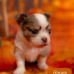 Roger - Merle male Chihuahua puppy in Phoenix, Arizona from Arizona Adventure Chihuahuas