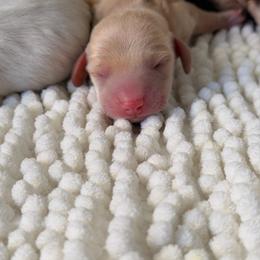 DIEGO - Wheaten male Dachshund puppy in Calexico, California from The house of Dachshund