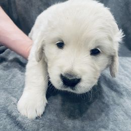 Golden Retriever Puppies from Valiant Goldens