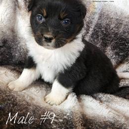 Boy 9 - Black tri-color male Australian Shepherd puppy in Harpers Ferry, Iowa from Wexford Creek Aussies, LLC