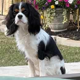 Lola - Cavalier King Charles Spaniel