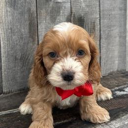 Ralph - Red and white male Cockapoo puppy in Mint Hill, North Carolina from DoodleForever