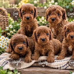 Cavapoo puppies from Scenic City Doodles