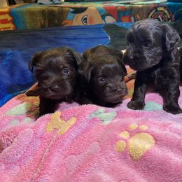 Miniature Schnauzer and Poodle Puppies from Vazquez Kennel