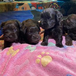 Miniature Schnauzer and Poodle Puppies from Vazquez Kennel