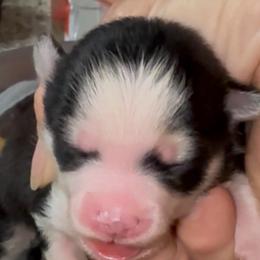 Roxie - Black and white female Pomsky puppy in Spring Hill, Florida from PDQ Pomskies