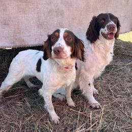 English Springer Spaniel All Grown Up from Jackpine Forest Springers