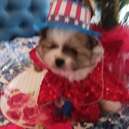 Malachi - Orange parti male Pomeranian puppy in Beaumont, Texas from Pomtastic Poms