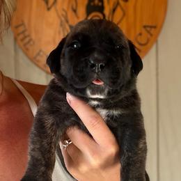 Red Collar - Brindle male Boerboel puppy in Manitowoc, Wisconsin from Mae Boerboel