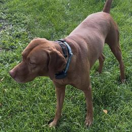 BO - Vizsla
