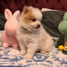 Benny - Cream parti male Pomeranian puppy in Tampa, St Petersburg, Florida from Diana's Pomeranians