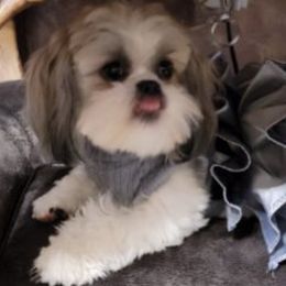 Shih Tzus from Cevie Pups