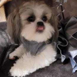 Shih Tzus from Cevie Pups