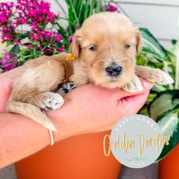 Oakley - Cream male Goldendoodle puppy in Jacksonville, Florida from First Coast Goldendoodles