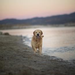 Cavalier King Charles Spaniel and Golden Retriever Puppies from Tsarevich Goldens and Cavaliers