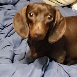 Coca - Dachshund