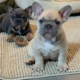 French Bulldog puppies from Foster Lake Frenchies