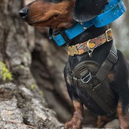 Dachshunds from Tracking Idaho Hazel
