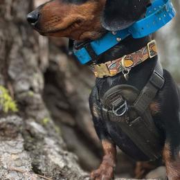 Dachshunds from Tracking Idaho Hazel
