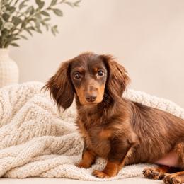 Sadie - Dachshund